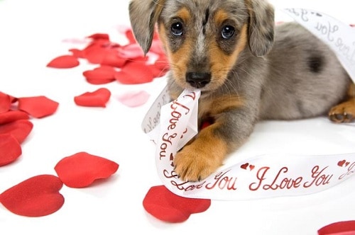 Be Mine, Valentine Puppy
